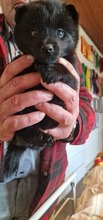 3 Schipperke til salg på købhund.dk