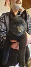 3 Schipperke til salg på købhund.dk