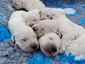 8 Golden Retriever til salg på købhund.dk