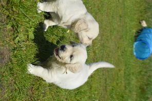 8 Golden Retriever til salg på købhund.dk
