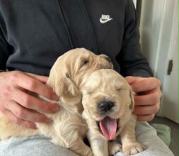 7 Golden Retriever til salg på købhund.dk