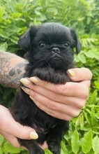 1 Griffon Bruxellois til salg på købhund.dk