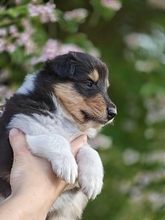 5 Collie til salg på købhund.dk