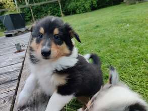 3 Collie til salg på købhund.dk
