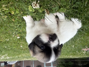 3 Tibetansk Spaniel til salg på købhund.dk