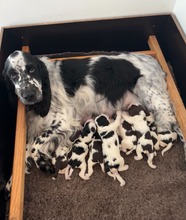 9 Engelsk Springer Spaniel til salg på købhund.dk
