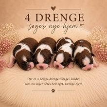 6 Shih Tzu til salg på købhund.dk