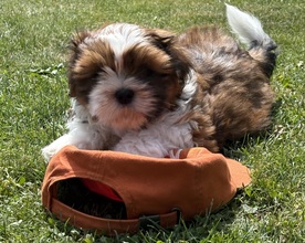6 Shih Tzu til salg på købhund.dk