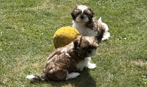 6 Shih Tzu til salg på købhund.dk
