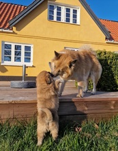 7 Islandsk Fårehund til salg på købhund.dk
