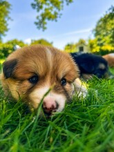 7 Islandsk Fårehund til salg på købhund.dk