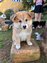 7 Islandsk Fårehund til salg på købhund.dk