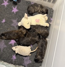 6 Cairn Terrier til salg på købhund.dk