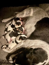 4 Dansk/Svensk Gårdhund til salg på købhund.dk