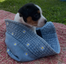 4 Dansk/Svensk Gårdhund til salg på købhund.dk