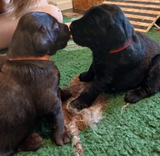 7 Flat Coated Retriever til salg på købhund.dk
