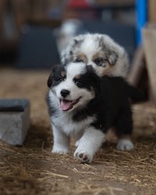 8 Australian Shepherd til salg på købhund.dk