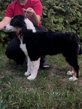 8 Australian Shepherd til salg på købhund.dk