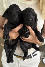 2 Pudel, stor til salg på købhund.dk
