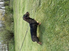 9 Ruhåret Gravhund til salg på købhund.dk