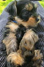 5 Australian Silky Terrier til salg på købhund.dk