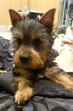 5 Australian Silky Terrier til salg på købhund.dk