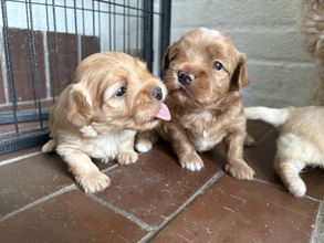 3 Bichon Havanais til salg på købhund.dk