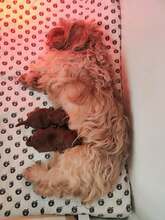 2 Russkaya Tsvetnaya Bolonka til salg på købhund.dk