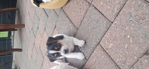6 Dansk/Svensk Gårdhund til salg på købhund.dk