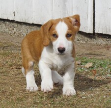 4 Drever til salg på købhund.dk