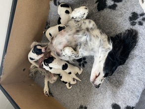 7 Engelsk springer spaniel-ft til salg på købhund.dk
