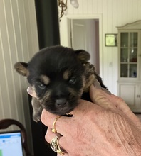 5 Norwich Terrier til salg på købhund.dk