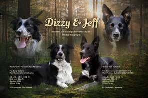 6 Border Collie til salg på købhund.dk
