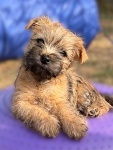 5 Cairn Terrier til salg på købhund.dk