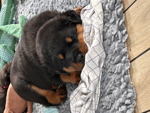 10 Rottweiler til salg på købhund.dk