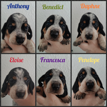 6 Basset Bleu de Gascogne til salg på købhund.dk