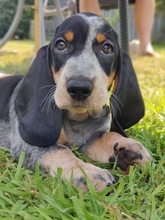 6 Basset Bleu de Gascogne til salg på købhund.dk