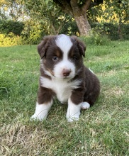 5 Miniature American Shepherd til salg på købhund.dk