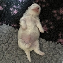 3 Coton de Tulear til salg på købhund.dk