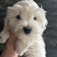 3 Coton de Tulear til salg på købhund.dk