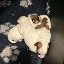 3 Coton de Tulear til salg på købhund.dk