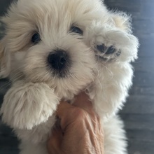 3 Coton de Tulear til salg på købhund.dk