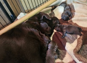 3 Labrador Retriever til salg på købhund.dk