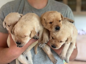 4 Labrador Retriever til salg på købhund.dk