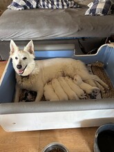 5 Hvid Schweizisk Hyrdehund til salg på købhund.dk