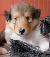 8 Collie til salg på købhund.dk
