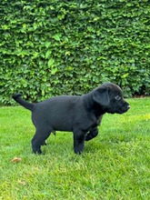 8 Labrador Retriever til salg på købhund.dk