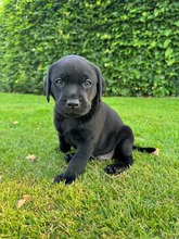 8 Labrador Retriever til salg på købhund.dk