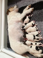 8 Jack Russell Terrier til salg på købhund.dk