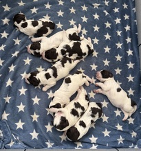 8 Engelsk Springer Spaniel til salg på købhund.dk